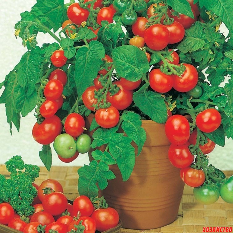 домашние помидоры.jpg