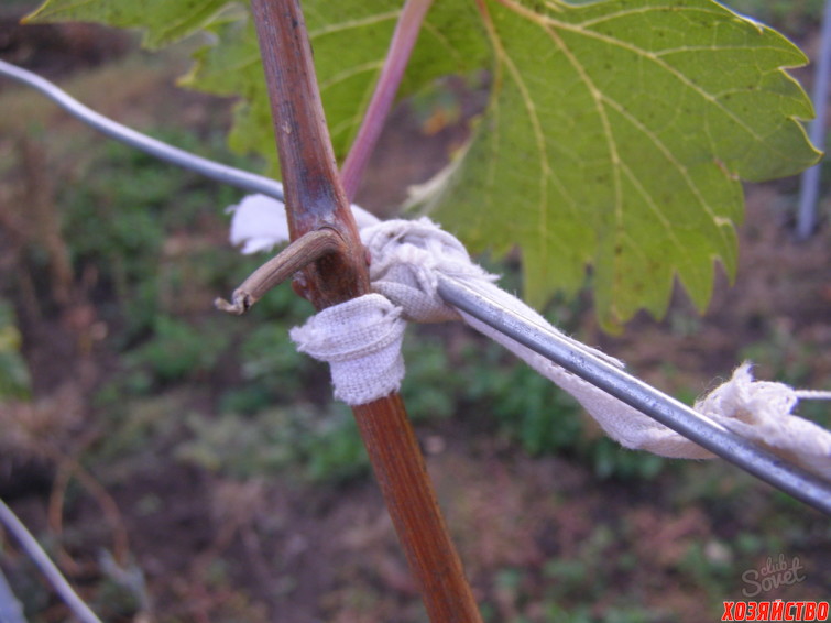 Подвязка винограда.jpg