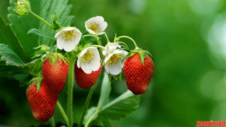 Strawberries-flowers-leaves-green-background_1920x1080.jpg