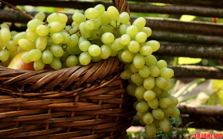 опыление виноград.jpg