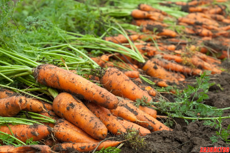 выращивания моркови.jpg