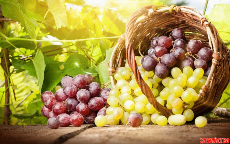 7 виноградных хитростей, которые помогут2.jpg