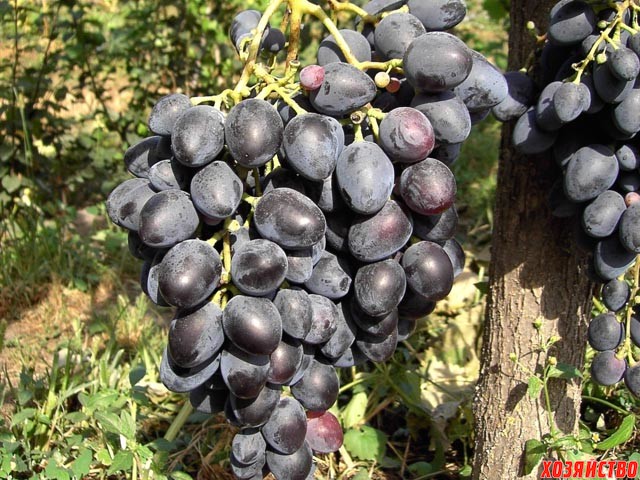 7 лучших черных сортов винограда