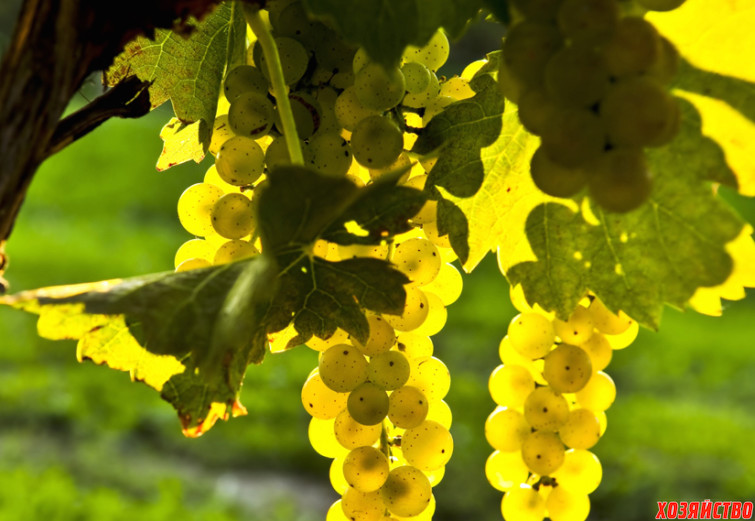 аргентинском винограде.jpg