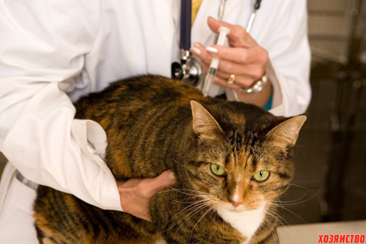 У кошки осложнение после прививки.jpg