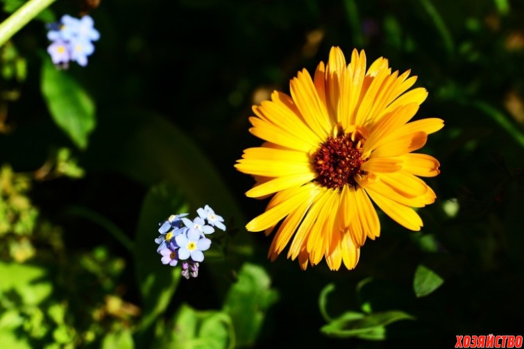 Пять красивых цветов, которые стоит выращивать для ухода за кожей_календула.jpg