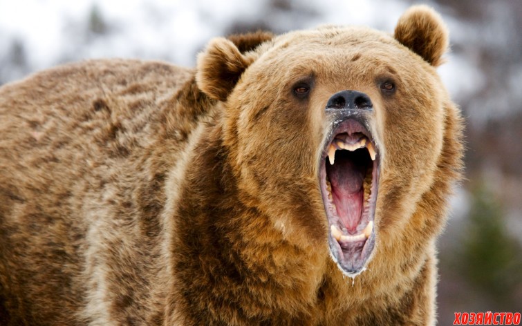 Медведь.jpg