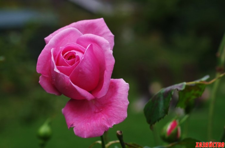 Пять красивых цветов, которые стоит выращивать для ухода за кожей_роза.jpg