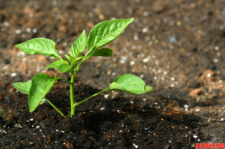 Basil-seedling1.jpg