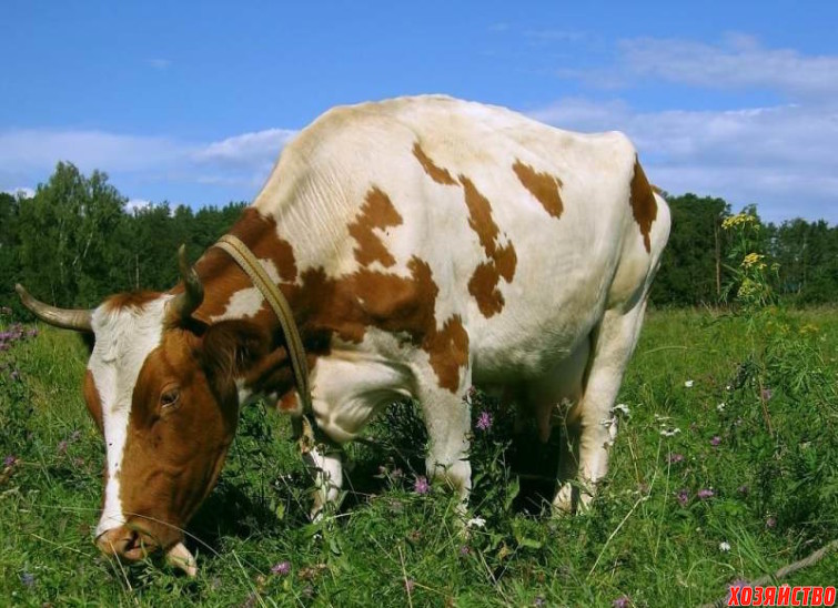 Почему худеет корова.jpg