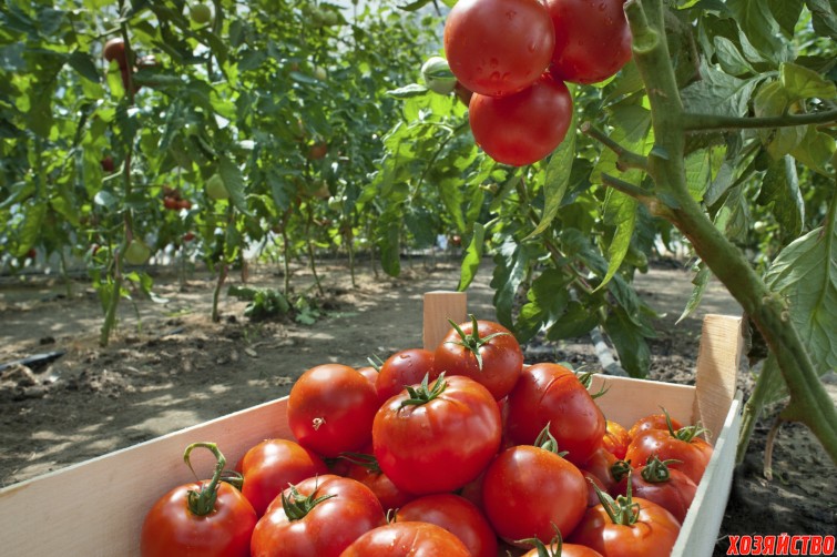 Выращивание шикарных томатов по бабушкиному рецепту.jpg