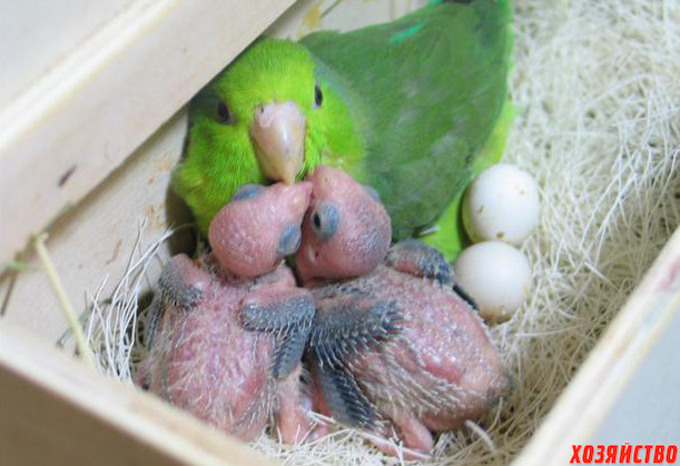 parrotlet-eggs-chicks.jpg