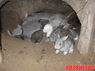 Разведение кроликов в яме своими руками