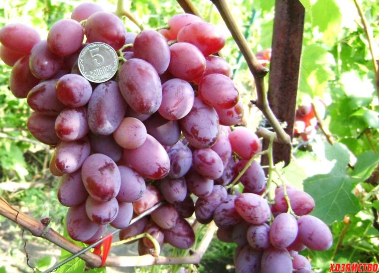 Сорт винограда Водограй.jpg