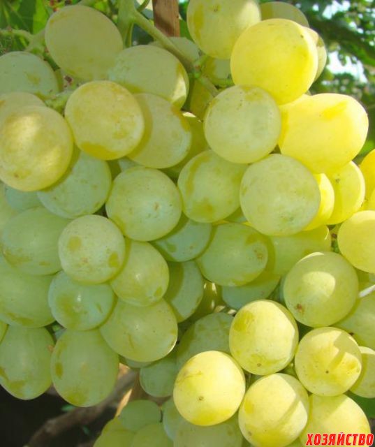 vinograd-privitoy-pervozvannyy-11006075.jpg