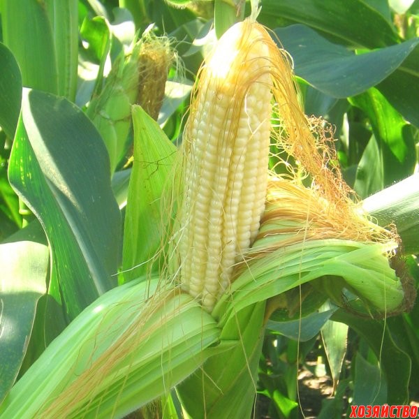 8_corn.jpg