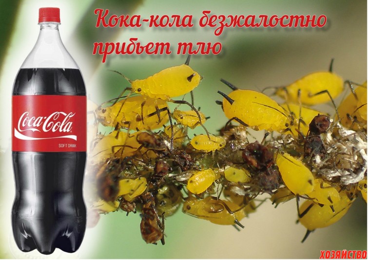 Кока-кола против тли. Тля.jpg
