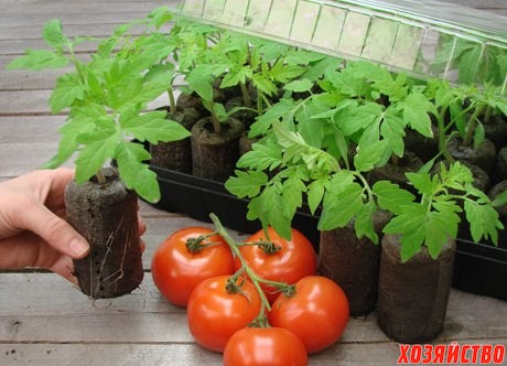 Рассада томатов в торфяных таблетках