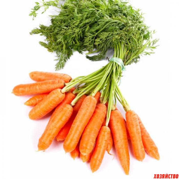 морковь.jpg