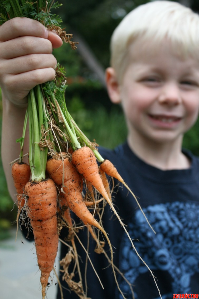 carrot-harvest.jpg