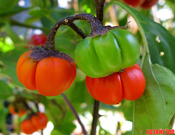 Solanum aethiopicum.jpg