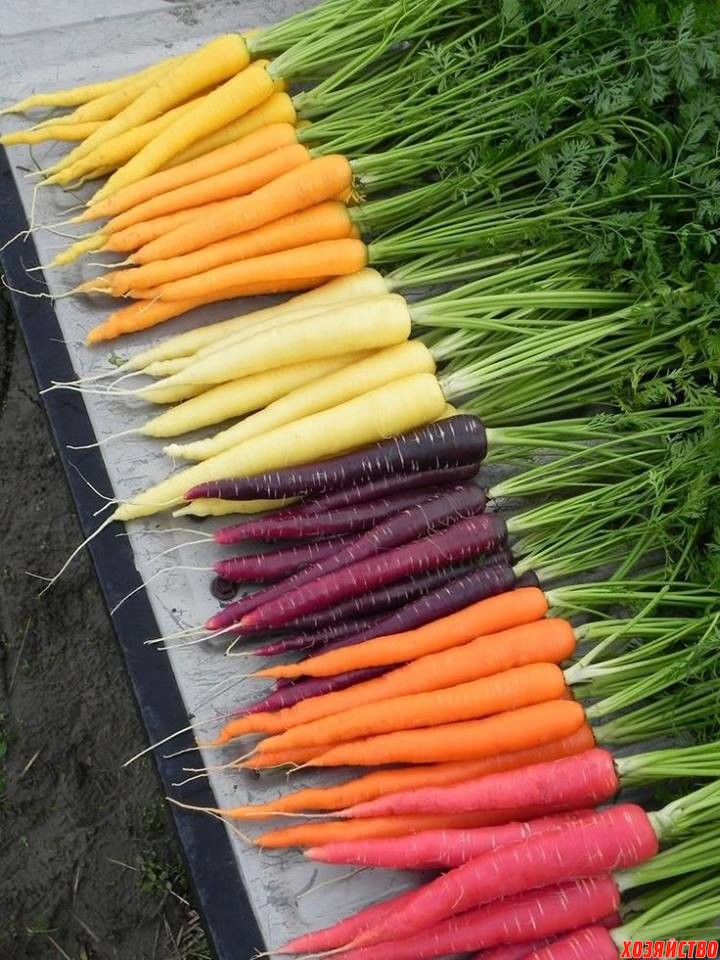 Такая разная морковь.jpg