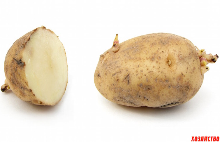 картофель.jpg
