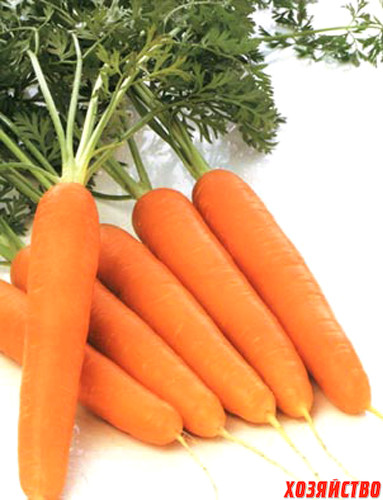 морковка.jpg
