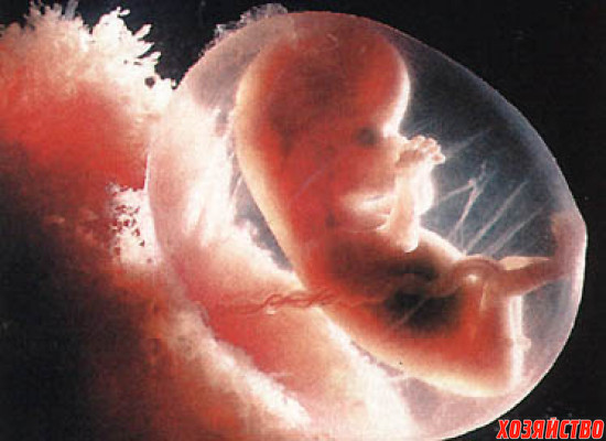 эмбрион.jpg