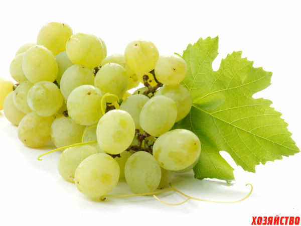 Как вырастить виноград из лозы — рекомендации и нюансы