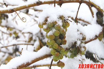 vinograd-v-snegu.jpg