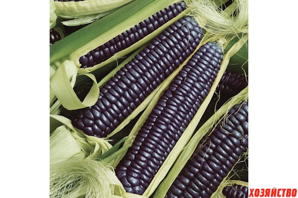Синяя кукуруза (хопи).jpg