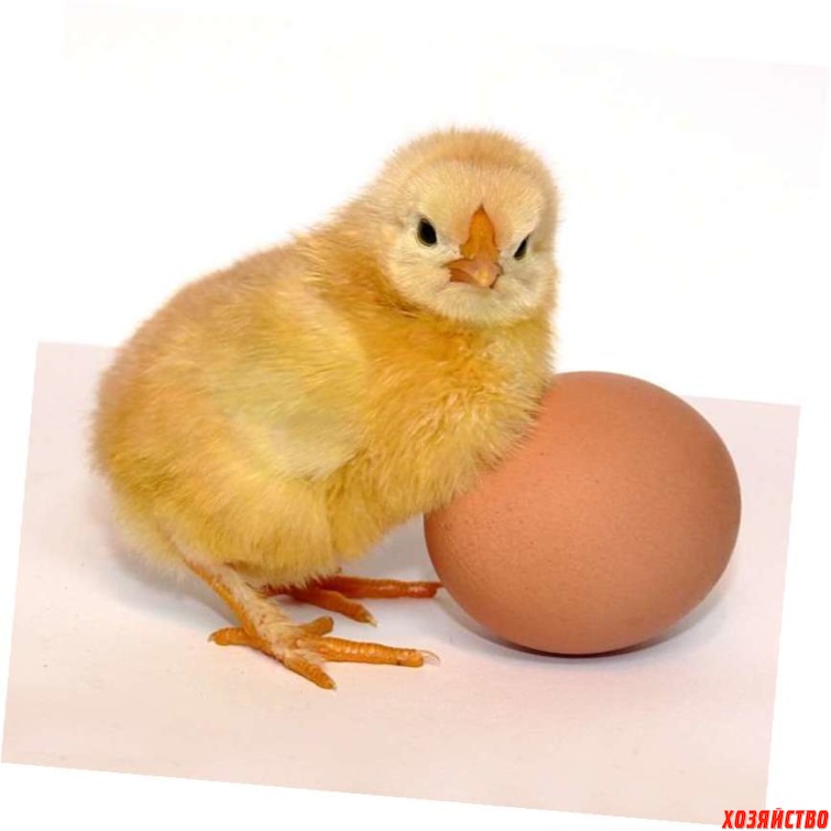 Кто в яйце?