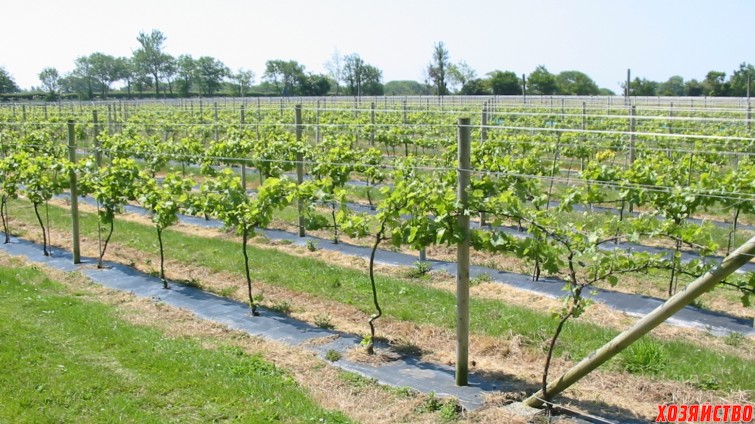 Металлические опоры для винограда