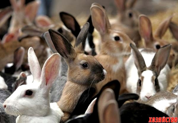 Кролики.jpg