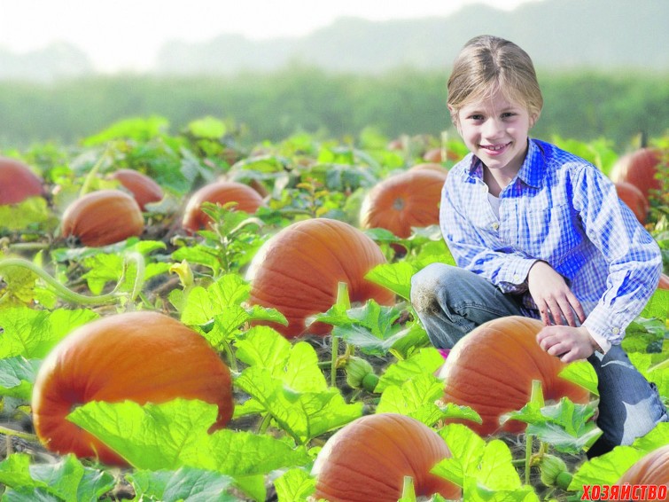 Pumpkins-Ready-to-Harvest-Ohio.jpg
