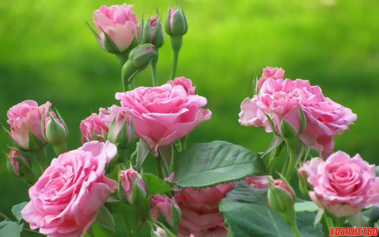 Кормлю свои розы правильно – и наслаждаюсь богатым цветением.jpg