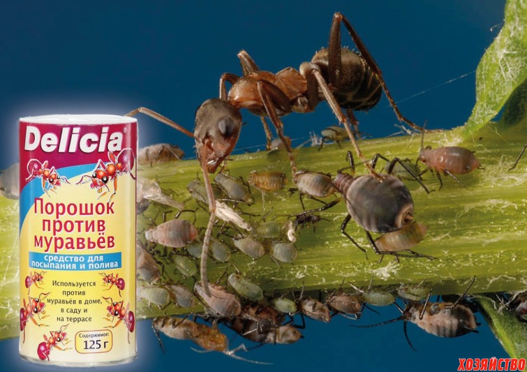 Порошок против муравьев.jpg