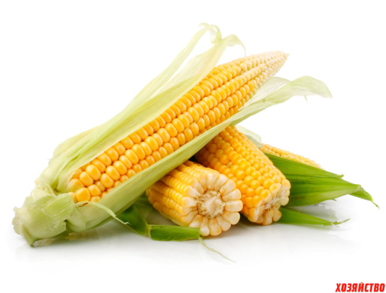 new-corn.jpg