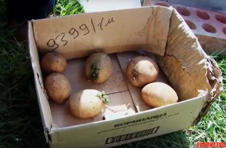 Посадка израильской картошки в почву.jpg