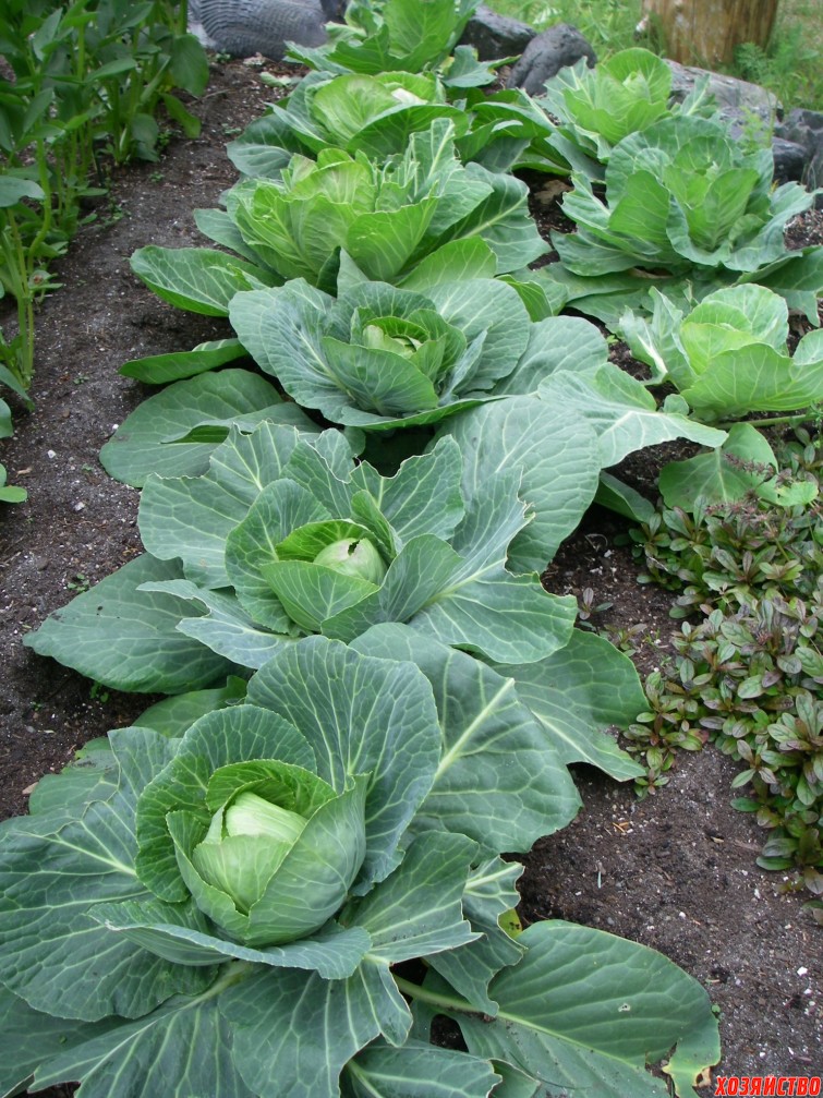cabbages.jpg