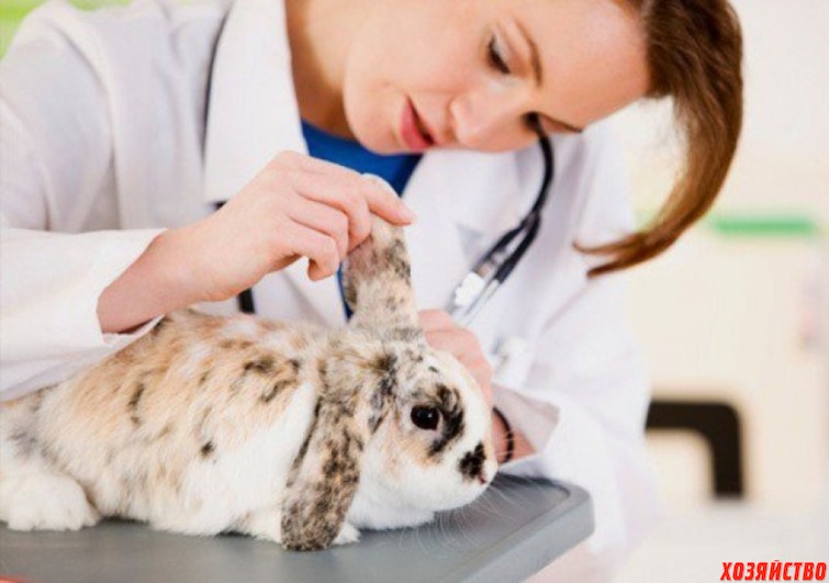 Прививки, которые обязательно нужно делать кроликам2.jpg