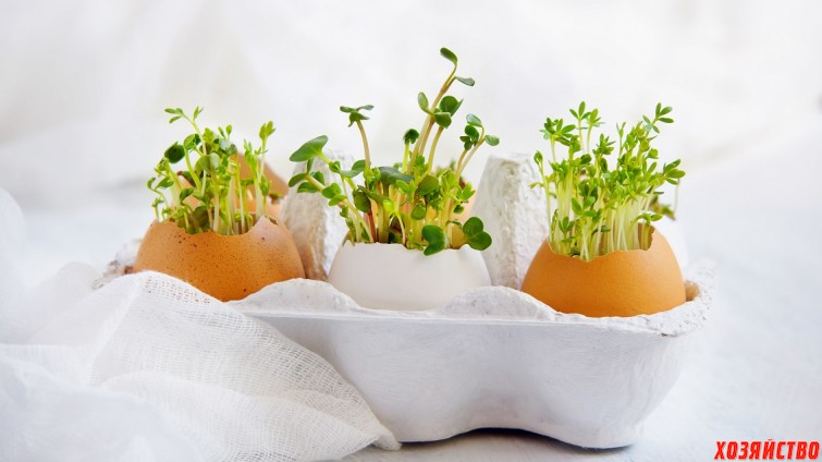 Выращиваем кресс-салат в... яйце.jpg