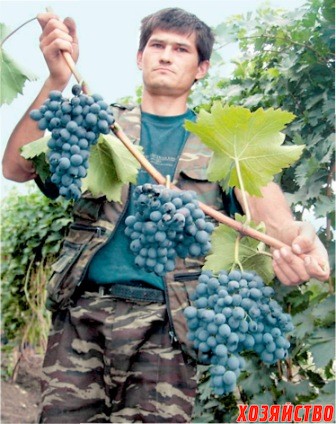 подкармливать виноград.jpg