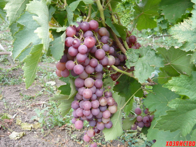 Сорт винограда Прелесть.jpg
