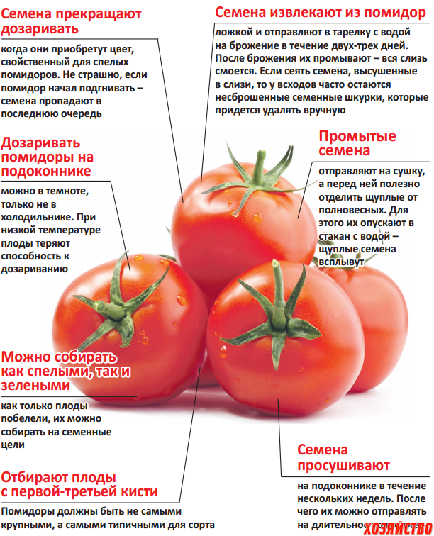 Сколько растут томаты. Строение помидора. Особенности строения томата. Схема ухода за томатами. Таблица томатов.