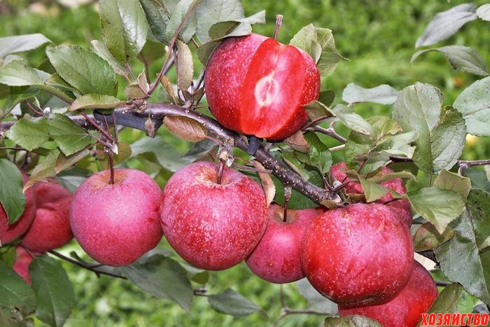Яблоки с красной мякотью — что это за сорта и чем они лучше обычных яблок