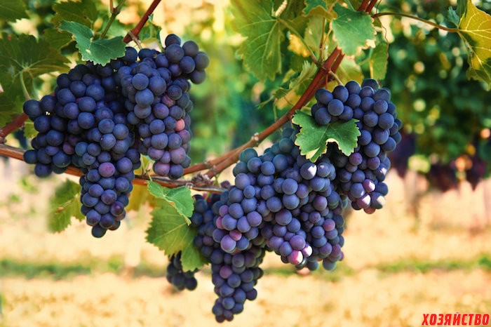 Виноградные почки не просыпаются, а что делать, если черенки винограда начали прорастать слишком рано?