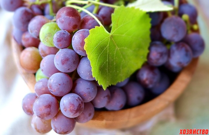 Лучшие крупноплодные сорта винограда