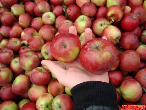 Обзор сортов белорусских яблок